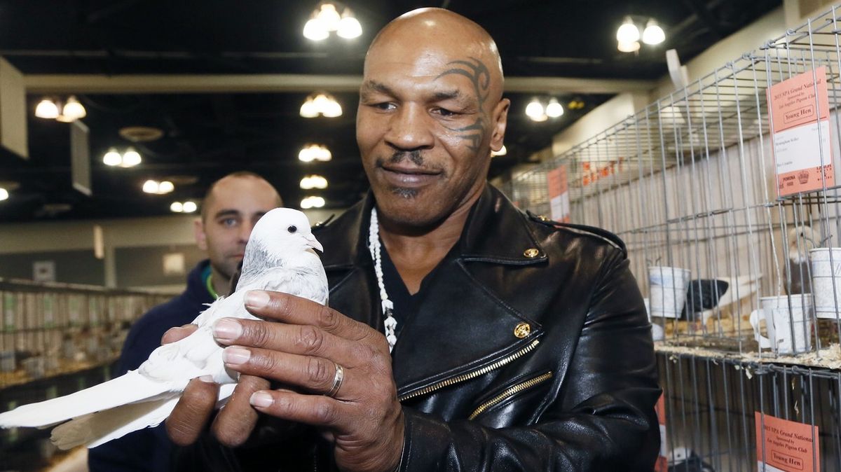 Legendární boxer Mike Tyson koupil v polské vesnici sto vzácných holubů